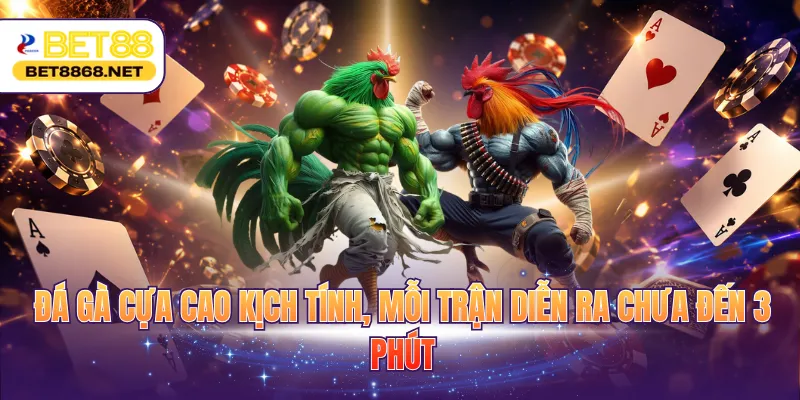 Đá gà cựa cao kịch tính, mỗi trận diễn ra chưa đến 3 phút